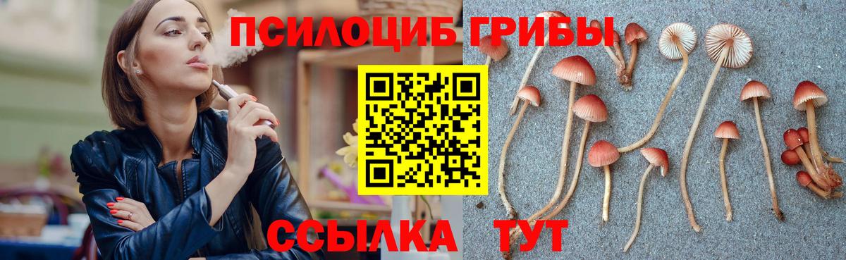 купить закладку  Псилоцибиновые грибы Psilocybine cubensis  Вход с VPN  Медногорск 